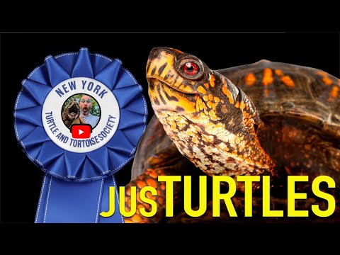Видео: Меня попросили выступить судьей на шоу черепах в Нью-Йорке!