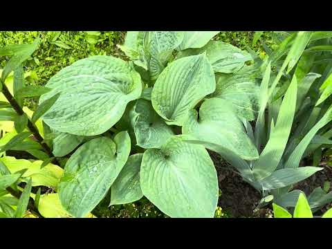 Видео: Хосты в начале сезона 2025