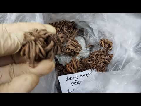 Видео: Ранункулюс - сеянцы и  клубни, различия, от всходов до цветения.
