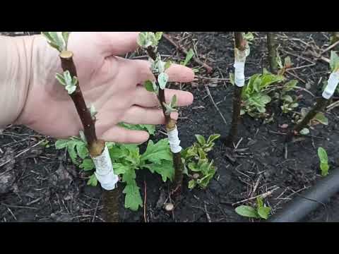 Видео: Прогулка по участкам 9 мая 2025 год Пензенская область.