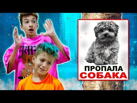 Видео: ПОТЕРЯЛАСЬ СОБАКА ! Артур и Давид идут искать