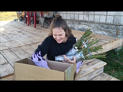 Видео: Аромат роз - распаковка осеннего заказа 2024