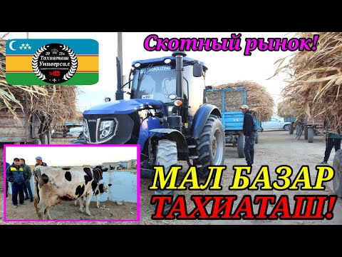 Видео: 24.10.25ж.МАЛ БАЗАР - СКОТНЫЙ РЫНОК #тахиаташ#каракалпакистан#бахалары#цены#корова#быки#шоп#сабан