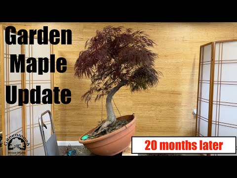 Видео: Обновление садового клёна — бонсай из зелёного дерева