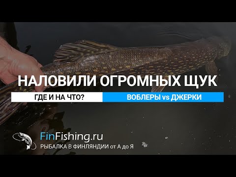 Видео: Трофейная рыбалка в Финляндии (где и на что). Крупнейшие щуки этого сезона.