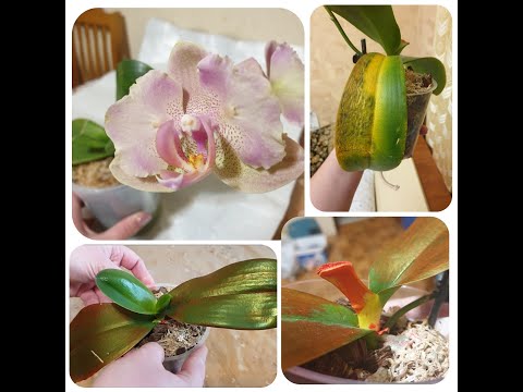 Видео: Видеодневник лечения орхидеи Легато#Пятнистость листьев , наращивание корней, бактериалка#Результат