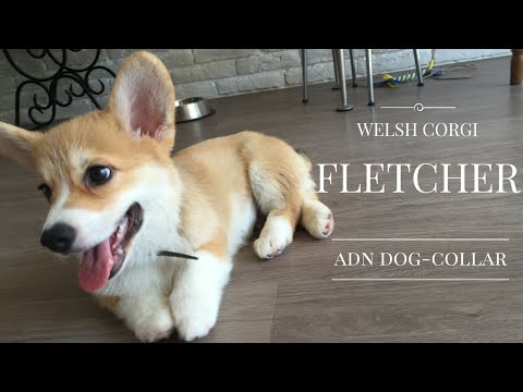 Видео: ВЕЛЬШ КОРГИ ПЕМБРОК - щенку впервые надели ошейник | PEMBROKE WELSH CORGI