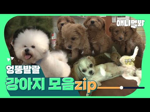 Видео: Binge-Watch на глупых и игристых собаках