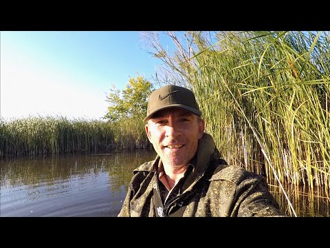 Видео: Отличная рыбалка на боковой кивок в камыше..