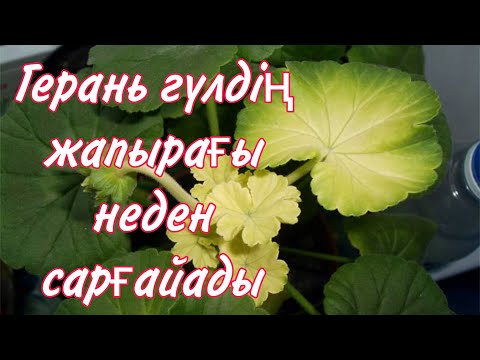 Видео: Герань гүлдің жапырағы неден сарғайады. Герань неге гүлдемейді. Гүлдер әлемі, үй гүлдері күтімі