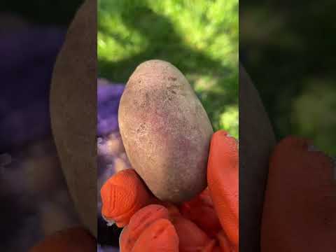 Видео: УРОЖАЙНЫЕ СОРТА КАРТОФЕЛЯ 🥔🥔🥔