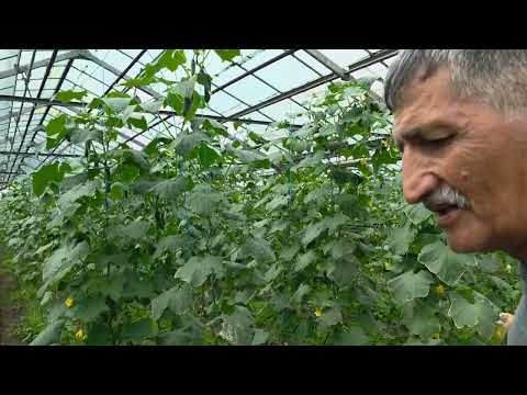 Видео: Результат применения Стартеко на огурцах Сасудистй бактериоз