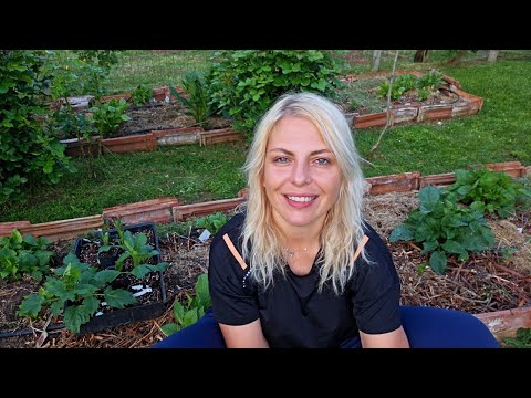 Видео: РАЗВЪЖДАНЕ на далии