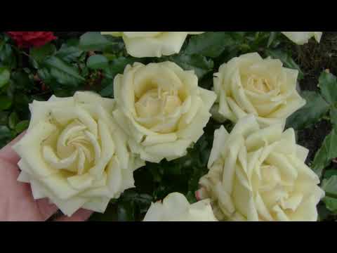 Видео: Саженцы от Н.Коровайной и очень красивое цветение роз,список в комментариях.