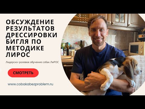 Видео: Интервью с Олегом, владельцем бигля по кличке Альф