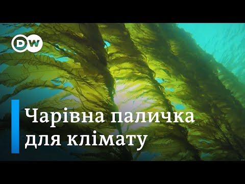 Видео: Клімат Землі врятують… водорості? | DW Ukrainian