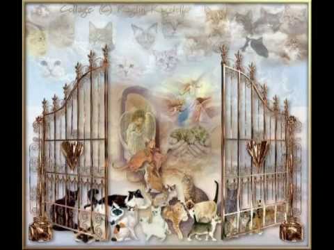 Видео: Мост радуги