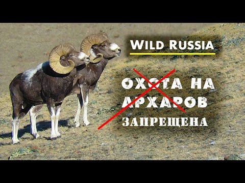 Видео: Фото-охота на алтайского горного барана - аргали (Горный Алтай) Дикая природа Сибири. Горные козлы