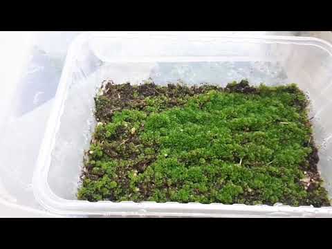 Видео: ПАПОРОТНИКИ. Прорастают споры!!!