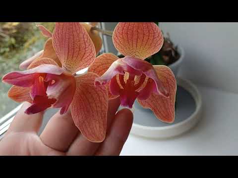 Видео: Цветение октябрь 2025 года.🌺🌺🌺