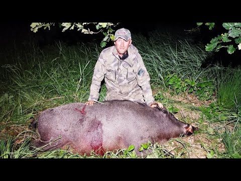 Видео: ДОБЫЛ ОГРОМНОГО ВЕПРЯ. ОХОТА НА КАБАНА И КОСУЛЮ