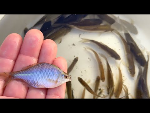 Видео: Поймайте большое количество красивой рыбы семи цветов и крупной рыбы в японских реках.