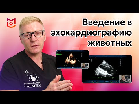 Видео: Эхокардиография животных. Мастер-класс для начинающих