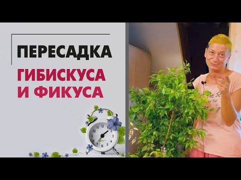 Видео: ПЕРЕСАДКА гибискуса и фикуса | Горшки для цветов - как бриллианты для девушек