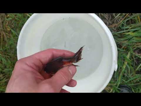 Видео: Снял садок из пруда - но всех золотых сожрали водяная крыса . Почему дохнут мальки Тернешек Гло ?