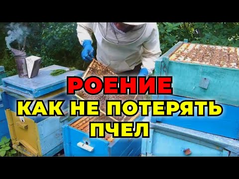 Видео: Как предотвратить роение пчелосемей у себя на пасеке