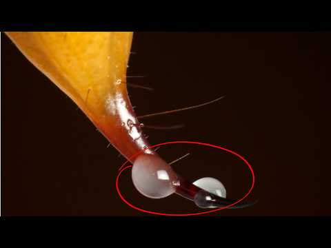 Видео: 15 природных веществ, которые стоят дороже золота: родий по цене 29 000 долларов за унцию