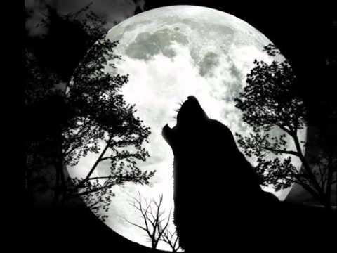 Видео: Orkhon - Волчья любовь [2012]. Слайдшоу картинок про волков