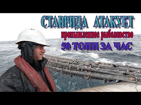 Видео: РЫБАКИ В ДЕЛЕ 50 ТОНН За час. Выборка трала. Клев сумасшедший