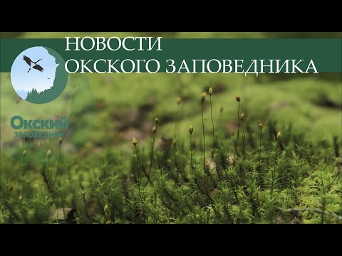 Видео: Новости Окского заповедника от 25 июня 2024 г.