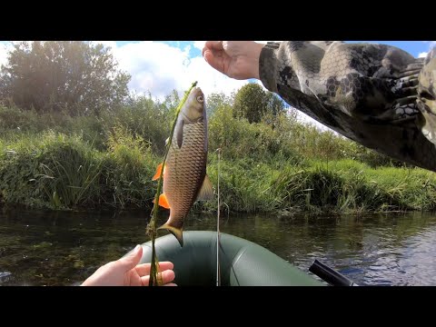 Видео: Голавль на реке Днепр. Ловля нахлыстом на нимфы и сухие мушки.