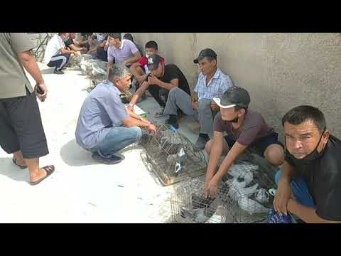 Видео: ЖИЗЗАХ КАБУТАР БОЗОРИ 14.