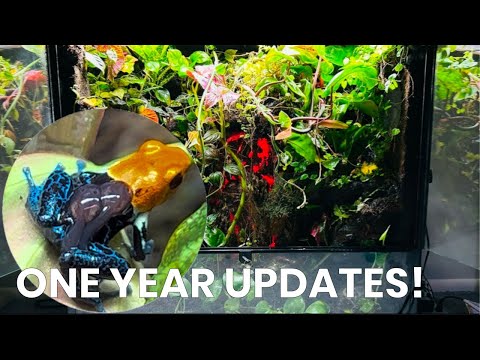 Видео: Мои экосистемы тропического леса! — Обновления за год! —