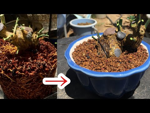 Видео: Методы пересадки, обрезки и ухода за бонсай кинмамэ с корнями (визуально проверяйте при