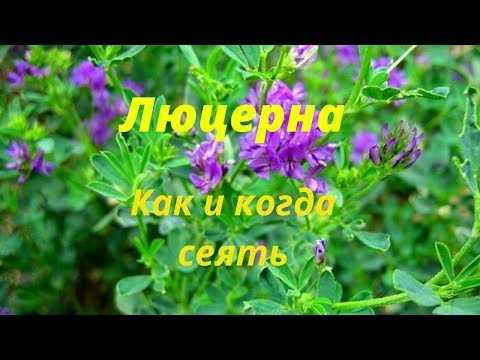 Видео: Ответы на вопросы Как и когда сеять люцерну Сколько семян люцерны нужно Какую траву посеять на сено