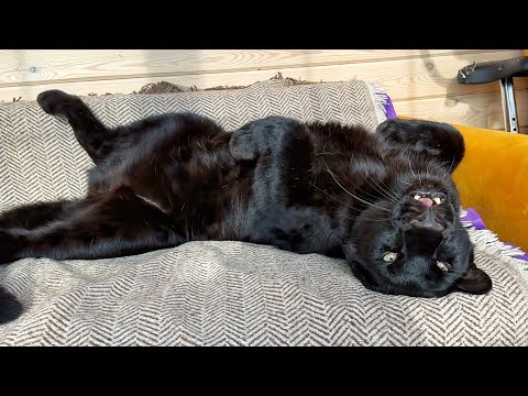 Видео: День на диване у пантеры Луны и Вензы🐾