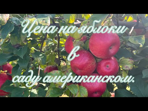 Видео: Цена на яблоки в саду американском.