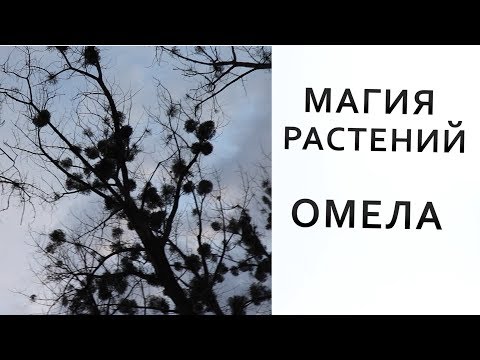 Видео: Магия растений  Омела