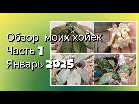 Видео: Обзор коллекции моих хойек | Часть 1 |Январь 2025