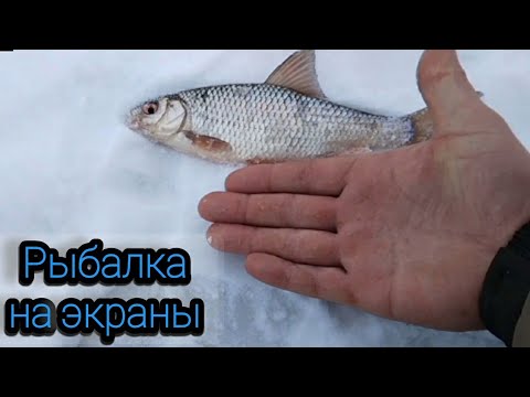 Видео: рыбалка на !!!ЭКРАНЫ!!!