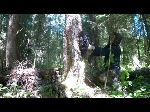 Видео: Сбор чаги продолжается.Заработок на чаге.