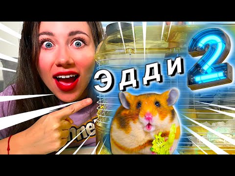 Видео: ПЕРВЫЙ ДЕНЬ ХОМЯКА ДОМА - НОВЫЙ ПИТОМЕЦ Эдди Второй | Elli Di Pets