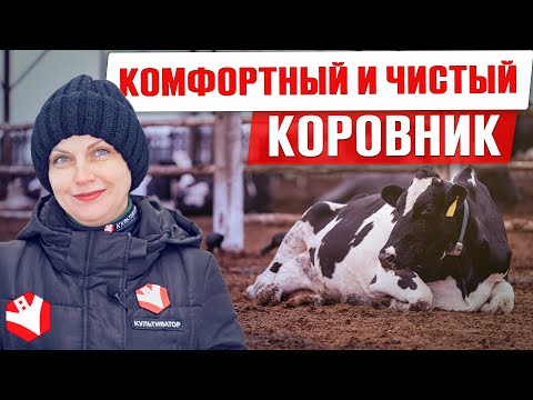 Видео: 6 популярных видов подстилки для коров | Содержание КРС | Молочное животноводство