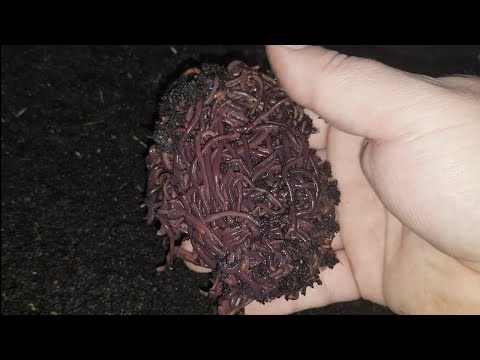 Видео: черный принц. торф vs торф+навоз