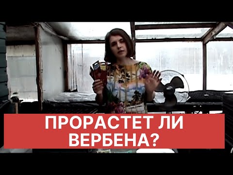 Видео: Как заставить семена вербены прорасти