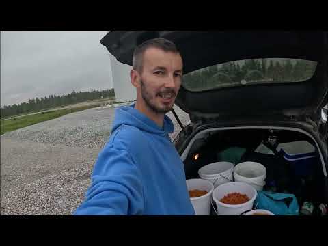 Видео: Морошка день 4